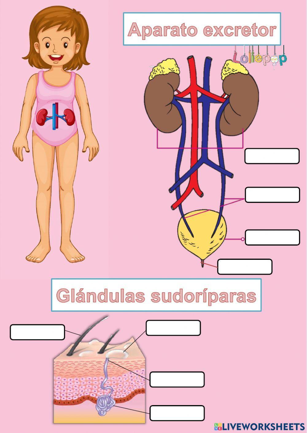 Aparato excretor y glándulas sudoríparas