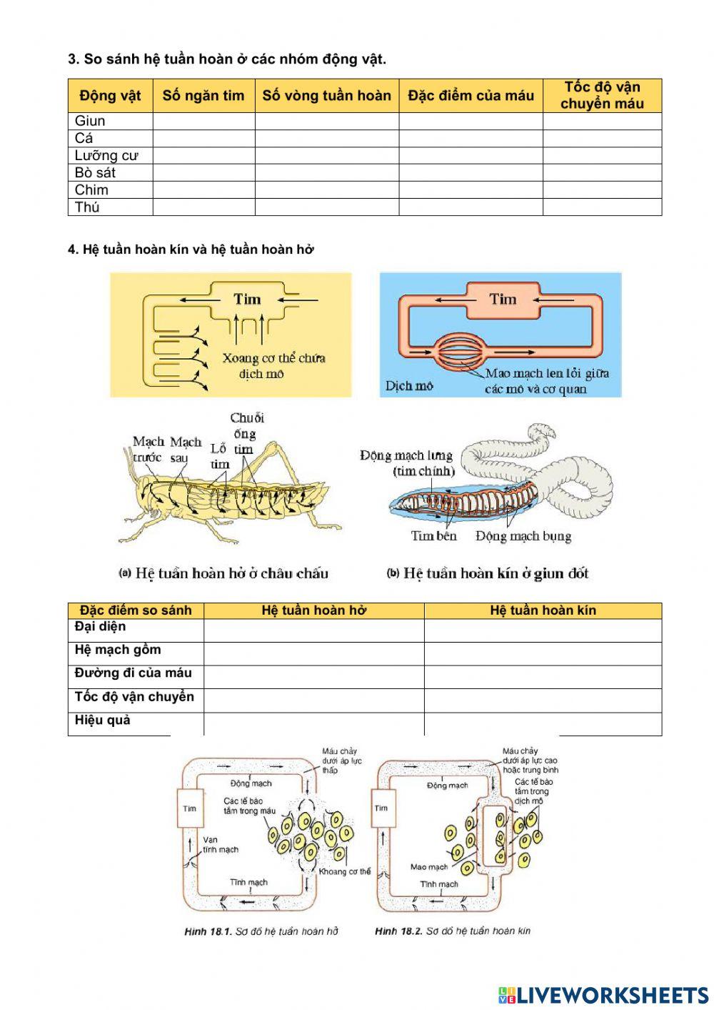 Tuần hoàn máu- tiết 1