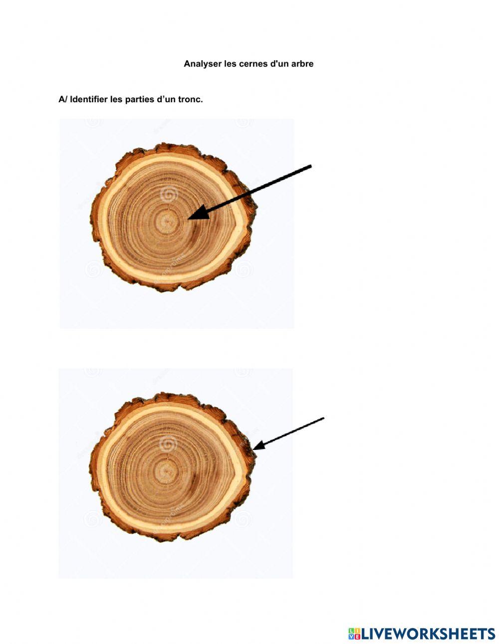 Analyser les cernes d'un arbre
