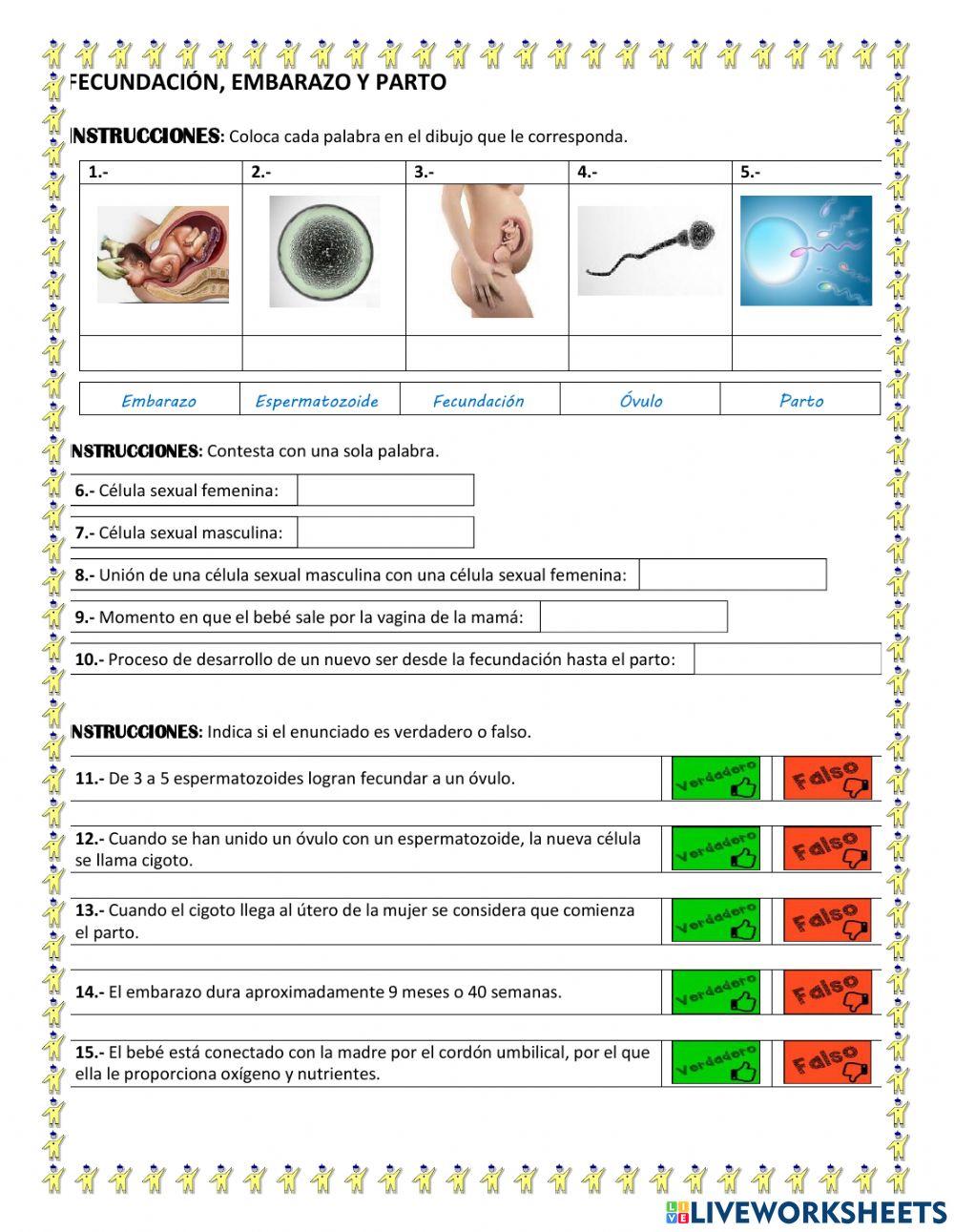 Fecundación, embarazo y parto.