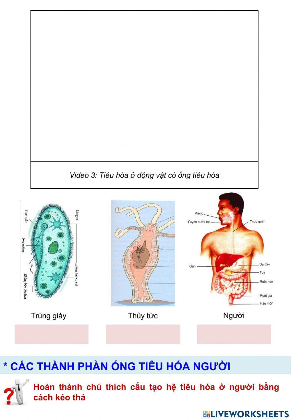 Sinh 11 Bài 15 - Tiêu hóa ở động vật