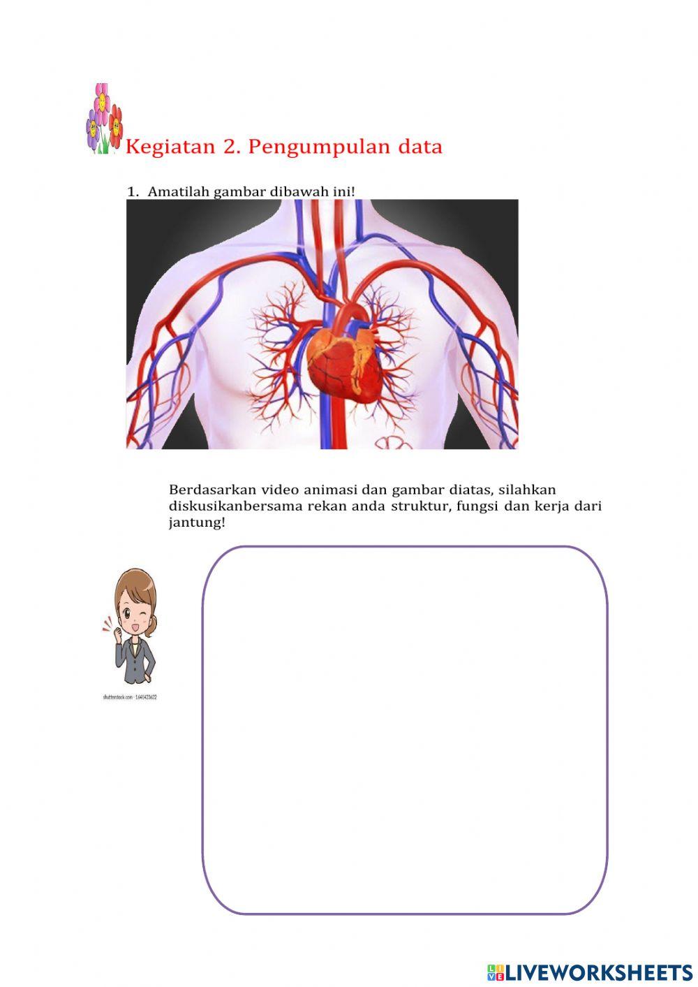 Lkpd organ peredaran darah