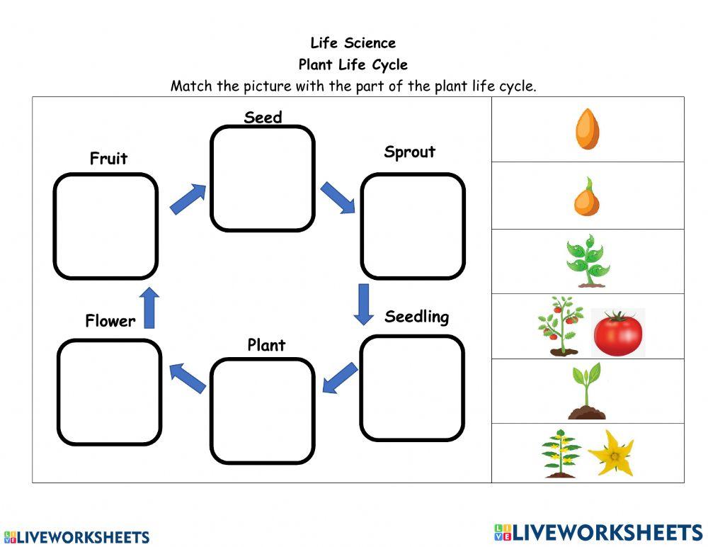Butterfly and plant life cycle