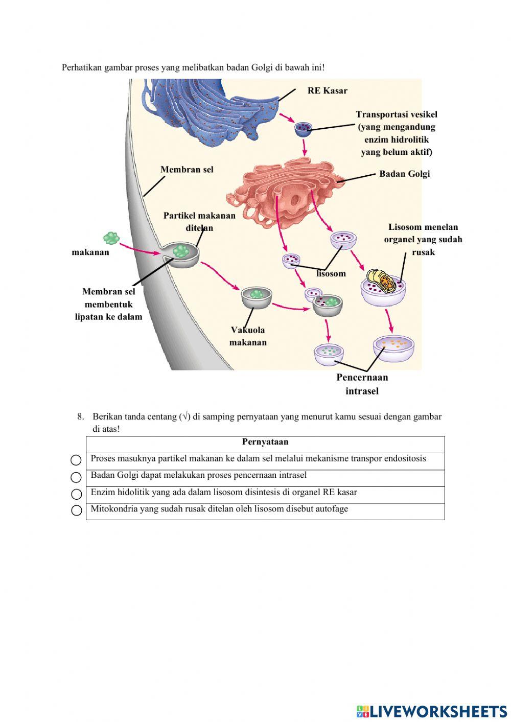 SOAL UTS SEL dan BIOPROSES