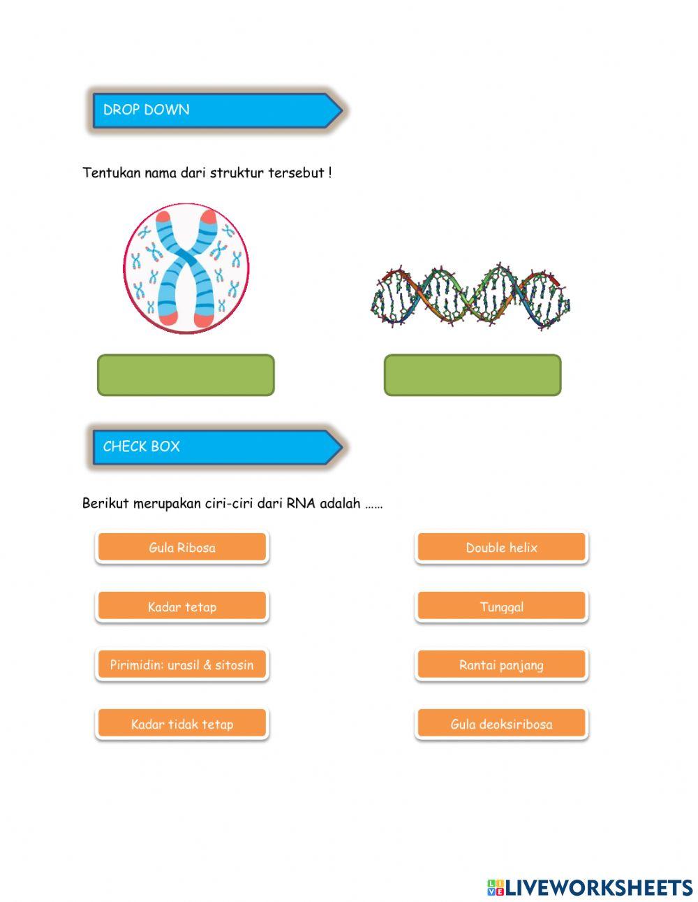 LKPD Substansi Genetika Kelas 12