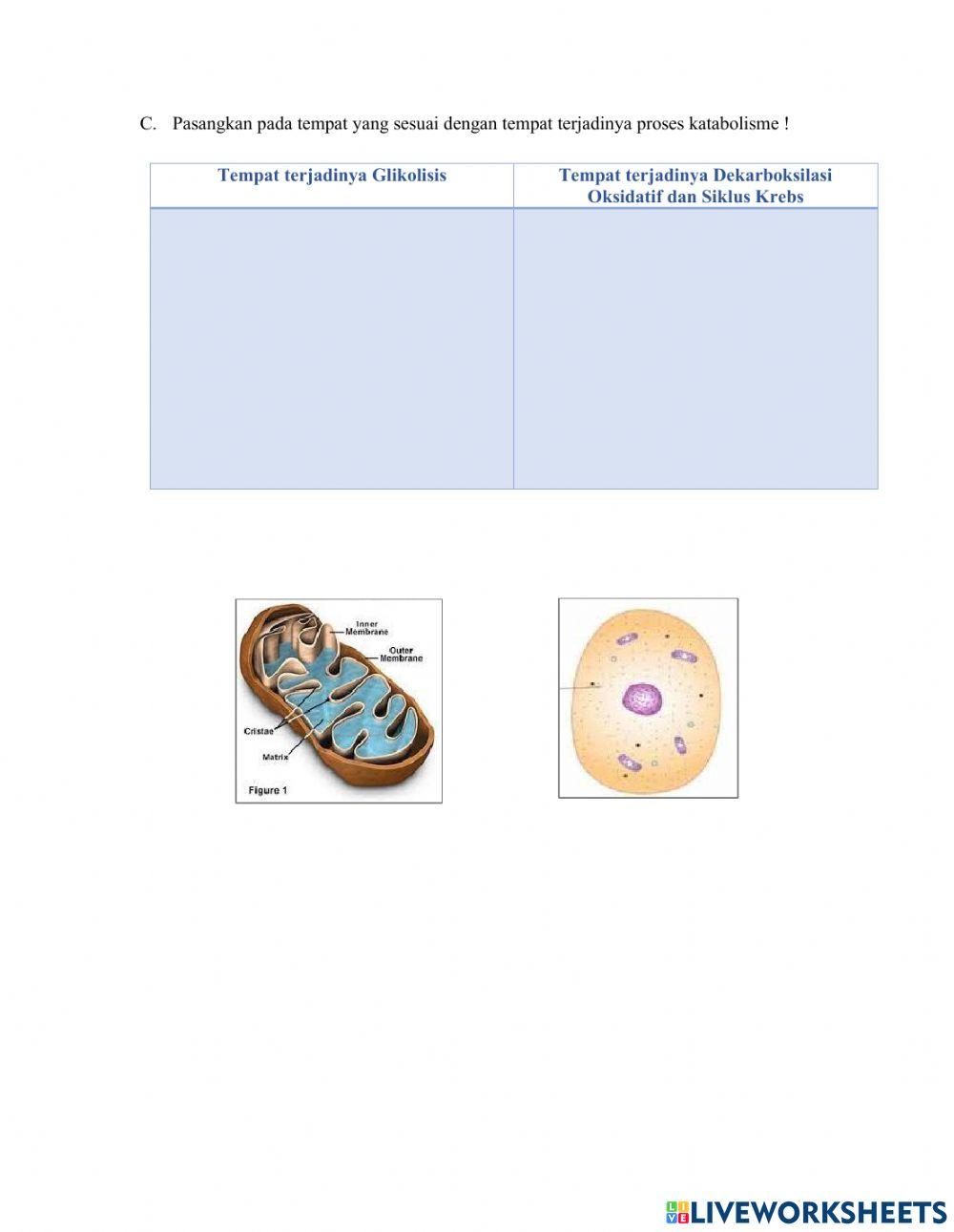 LKPD Matebolisme -Katabolisme
