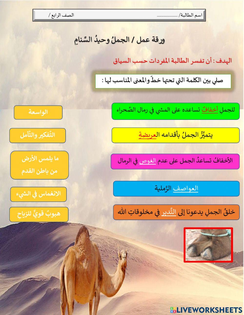 الجمل وحيد السنام