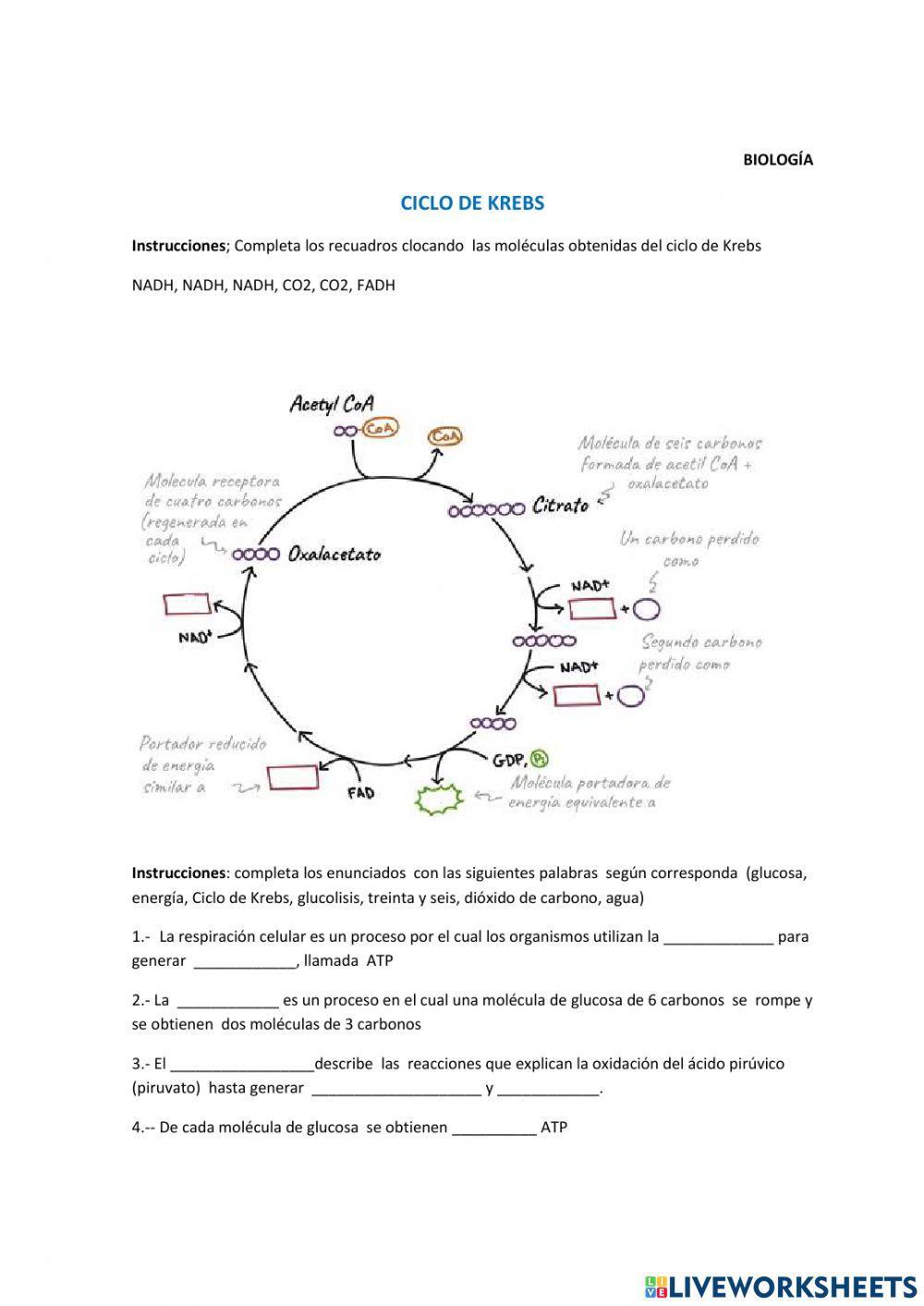 Ciclo de Krebs