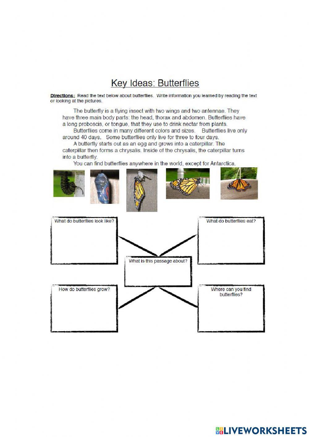 Butgterflies Comprehension