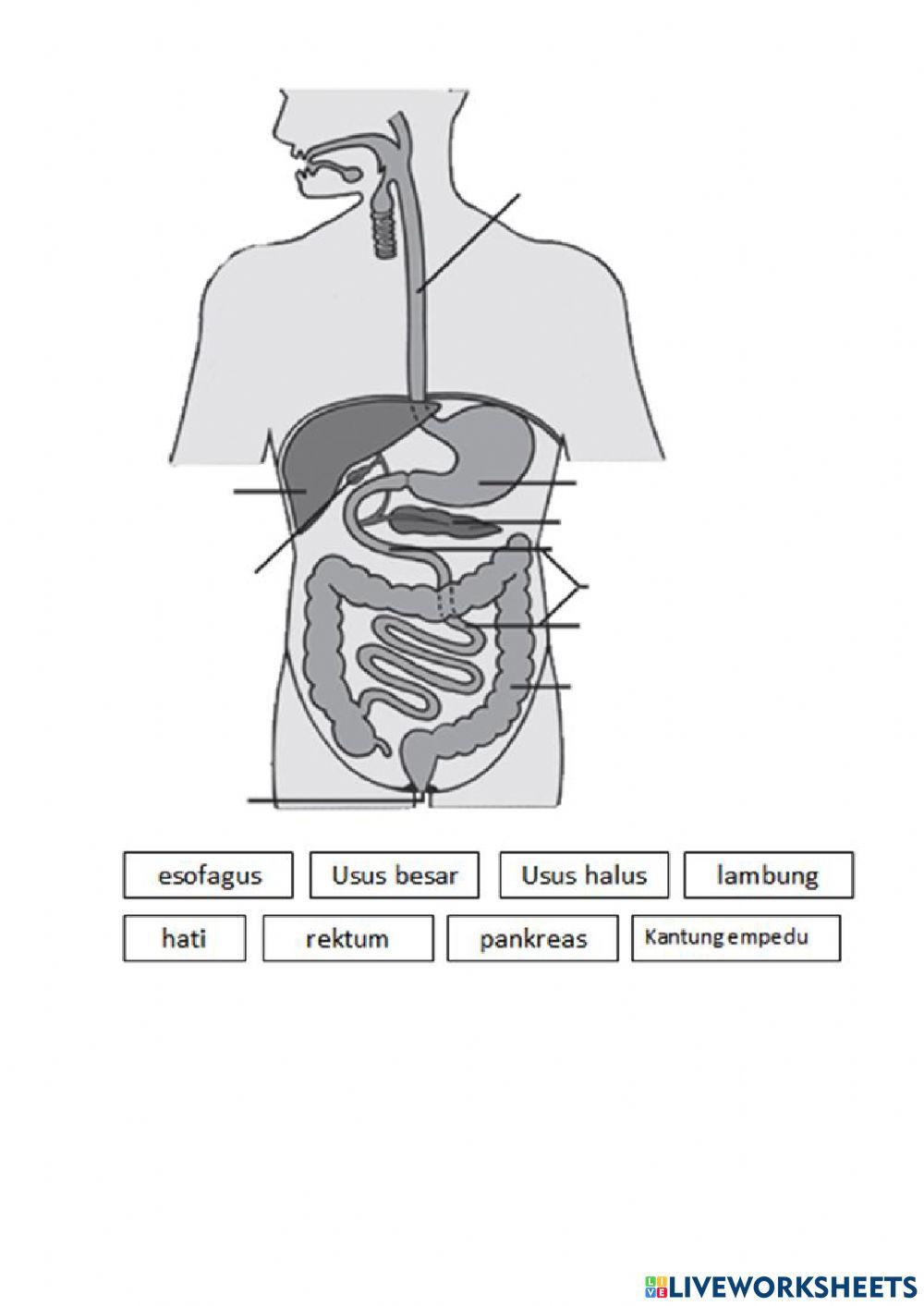 LKPD Sistem pencernaan