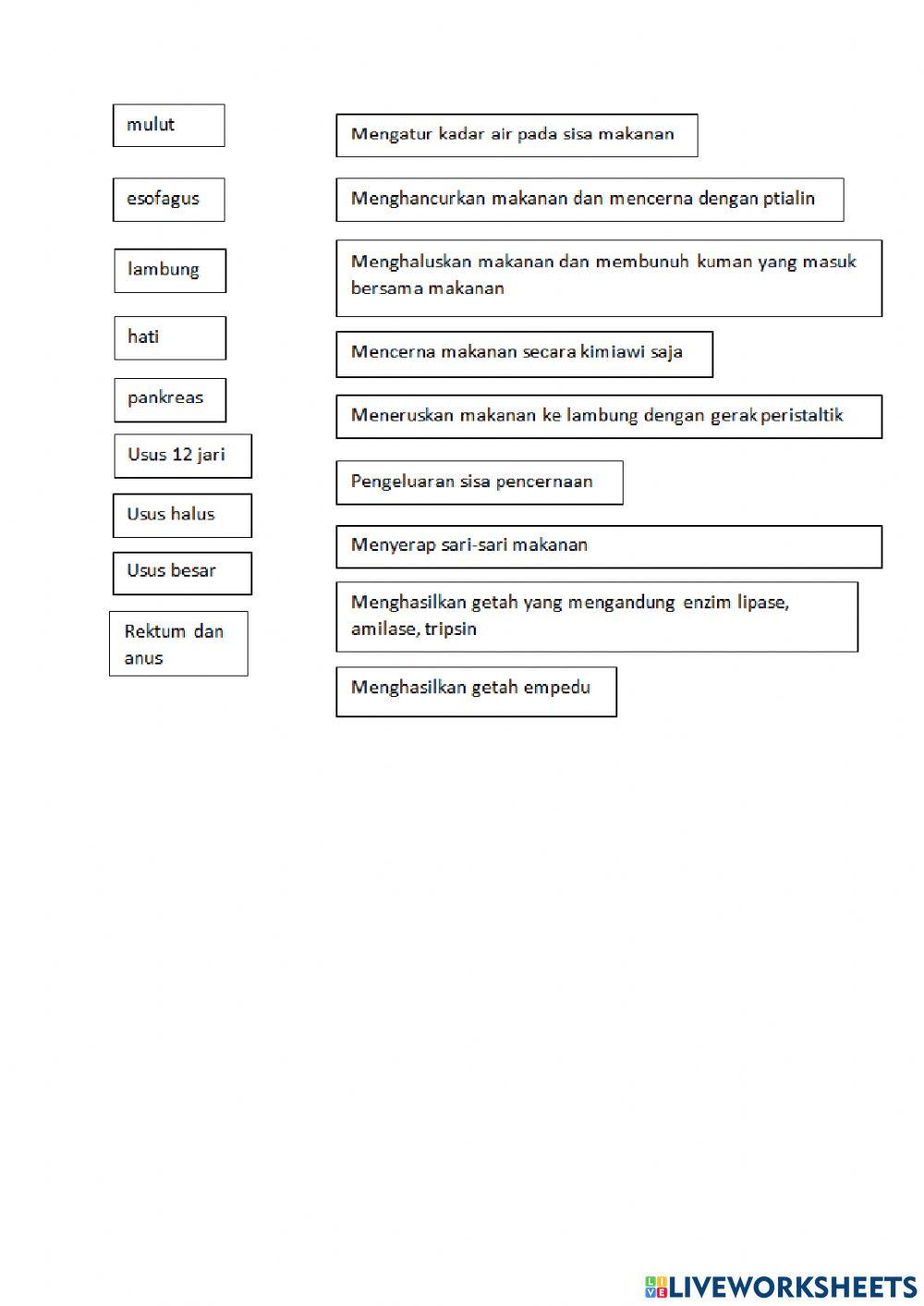LKPD Sistem pencernaan