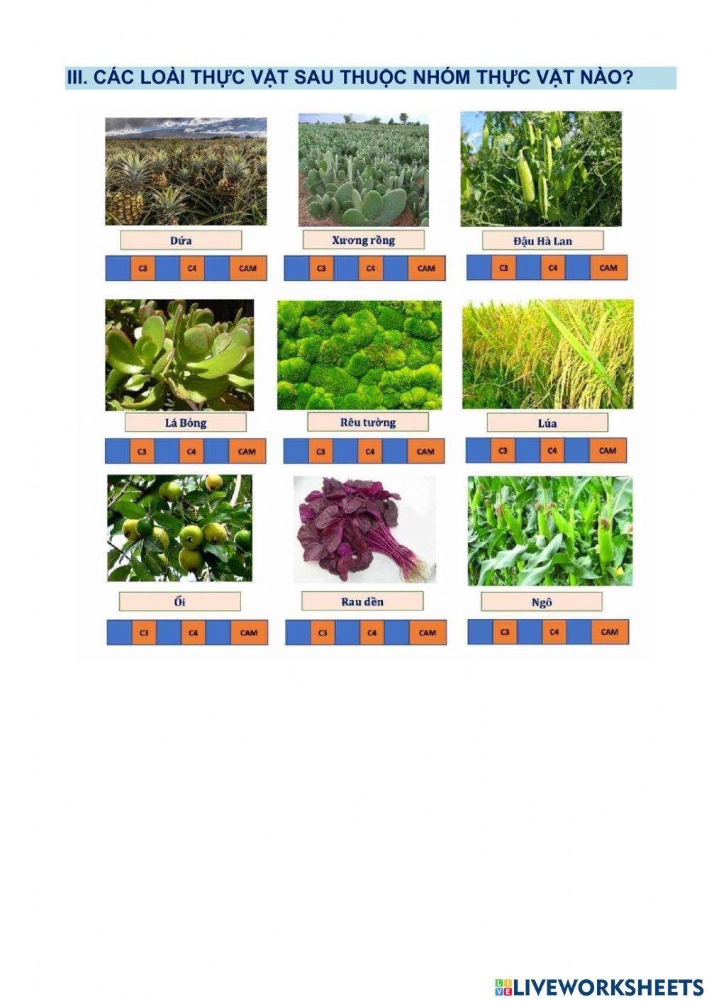 Ôn tập chủ đề Quang hợp