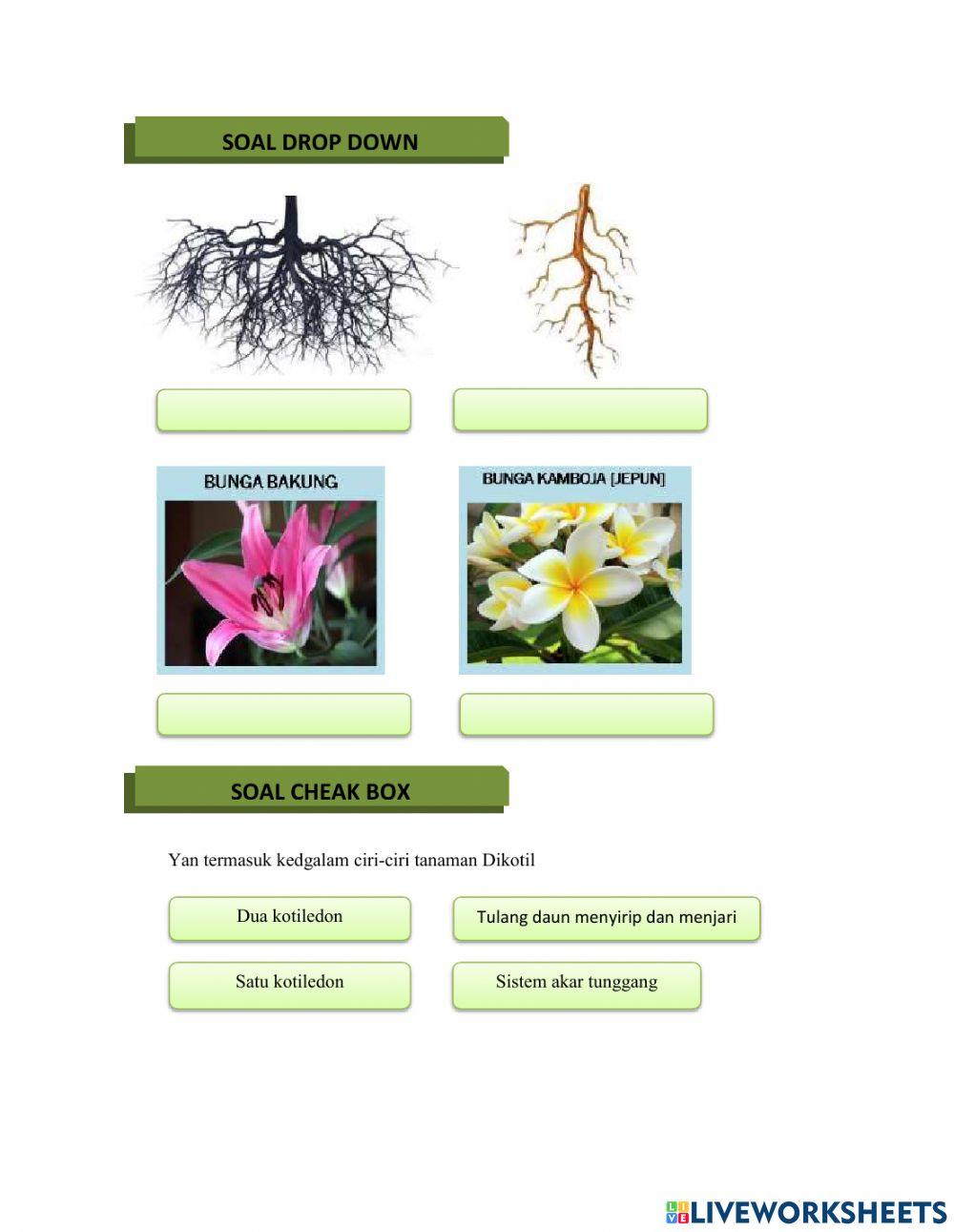 LKPD Struktur dan Organ Tumbuhan