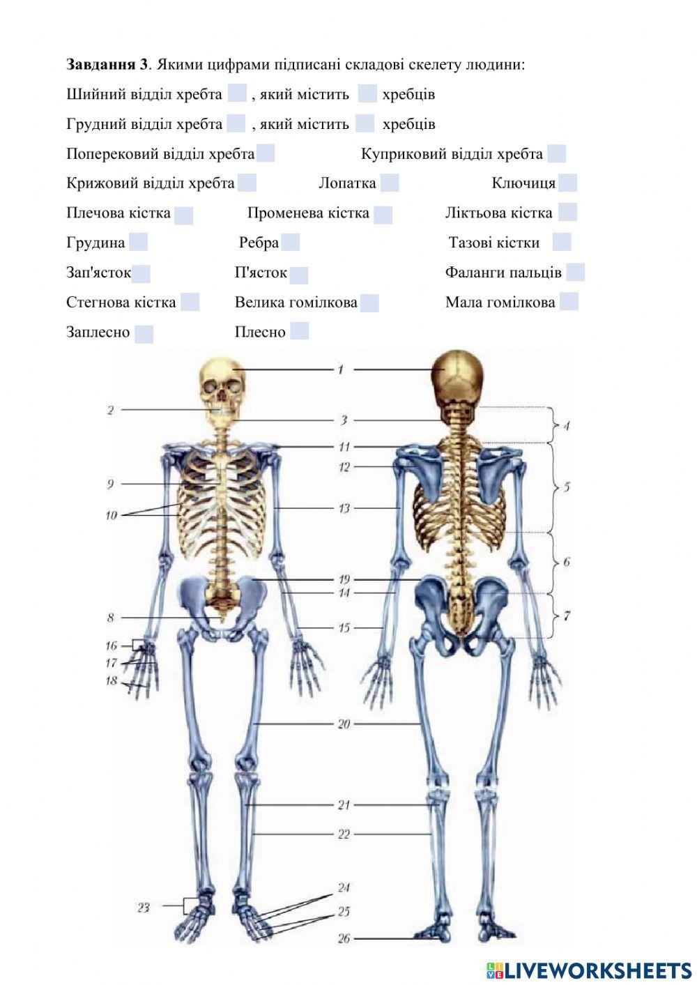Скелет людини