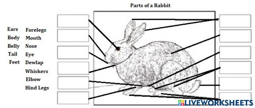 Parts of a Rabbit