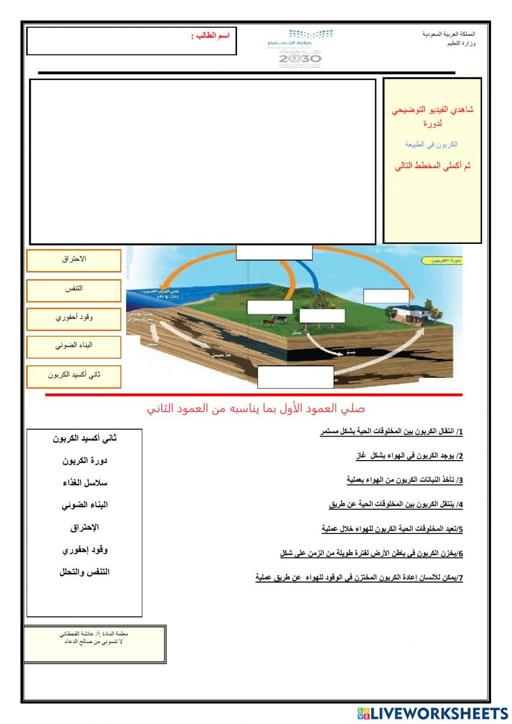 دورة الكربون