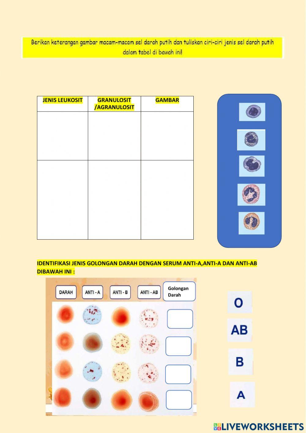 LKPD Sistem Peredaran Darah