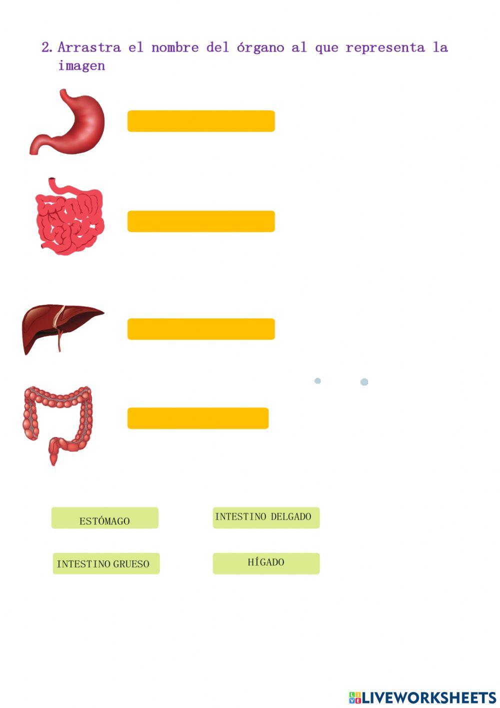 Partes del sistema digestivo