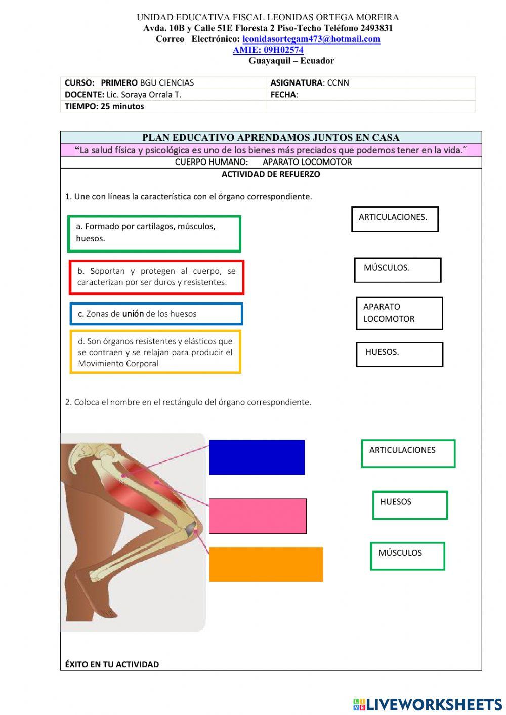 Órganos del aparato locomotor