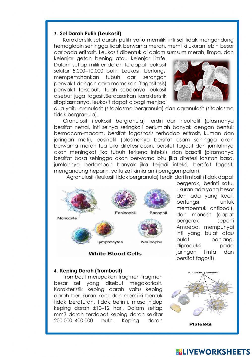 Lkpd sistem sirkulasi