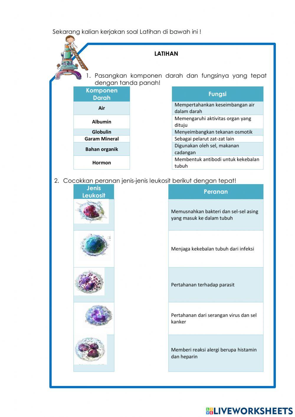 Lkpd sistem sirkulasi