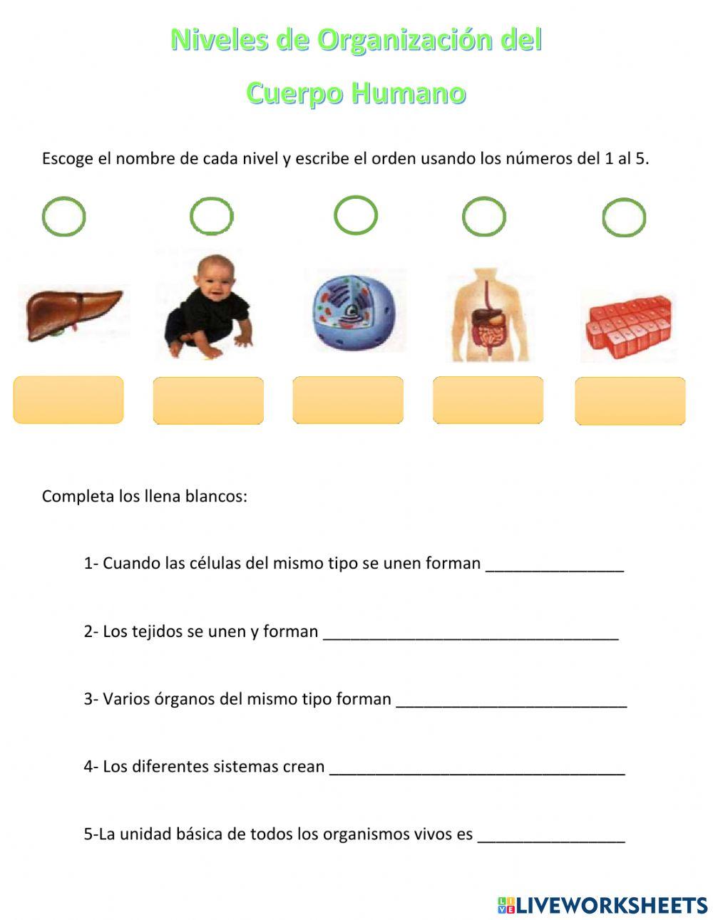Organización del Cuerpo Humano Organización del Cuerpo Humano