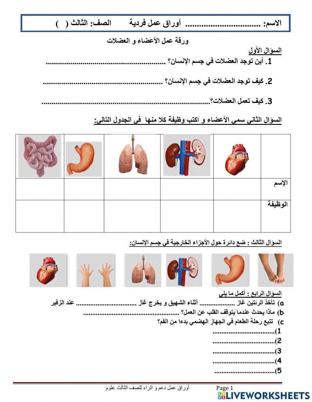 ورقة عمل الهيكل العظمي