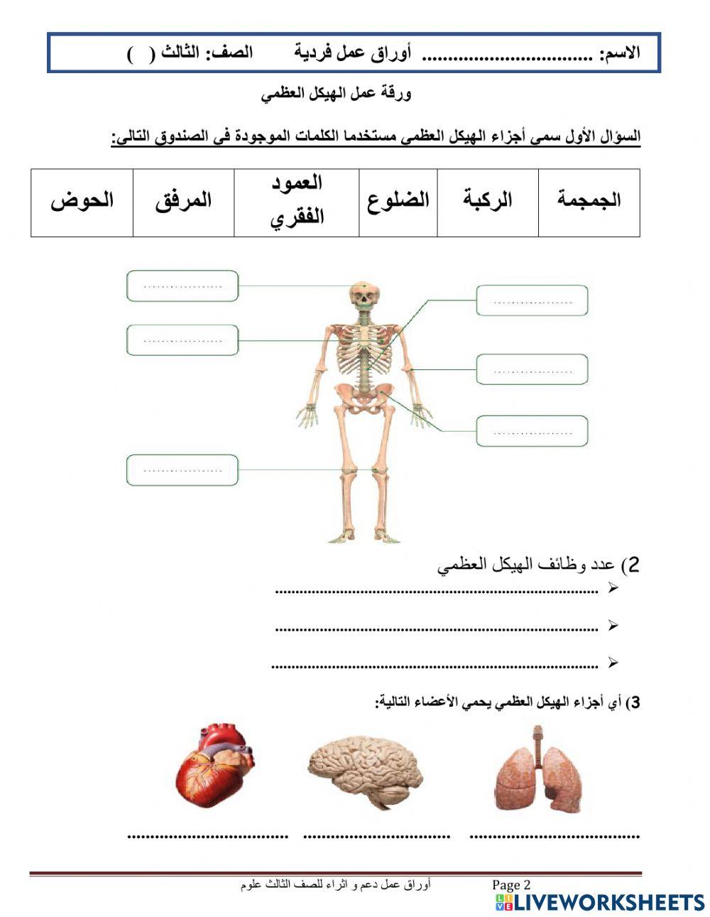 ورقة عمل الهيكل العظمي