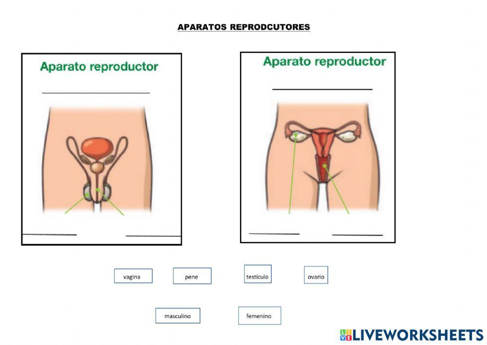 Aparato reproductor
