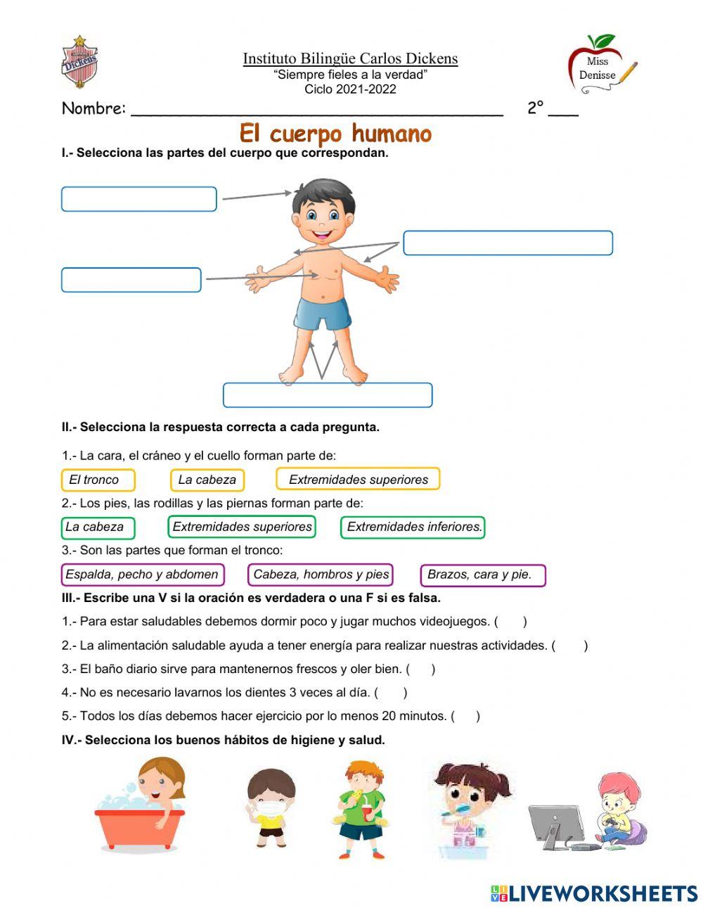 El cuerpo humano