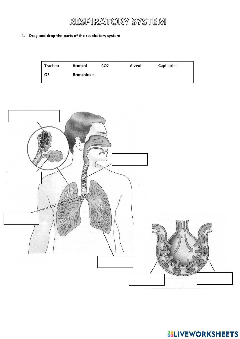 Respiratory system 1