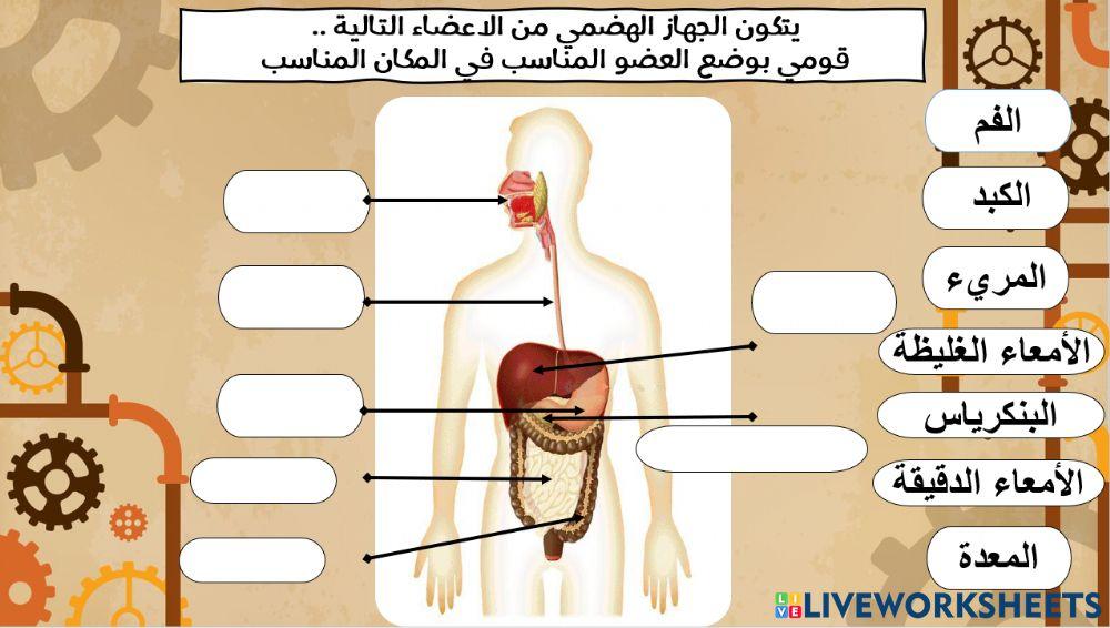 الجهاز الهضمي