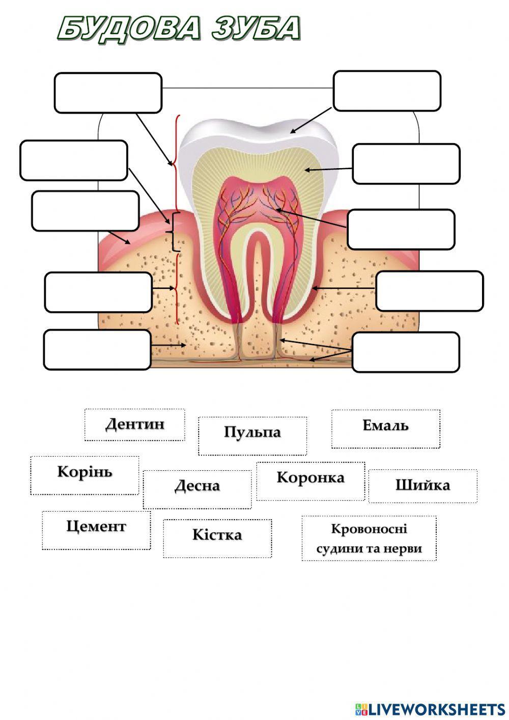 Будова зуба