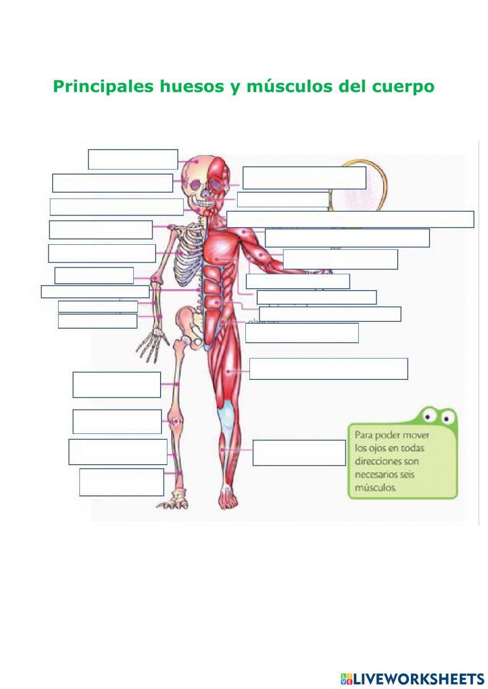 Principales huesos y músculos del cuerpo