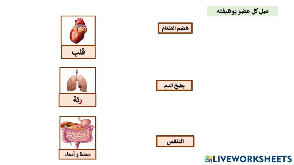 وظائف اعضاء الجسم