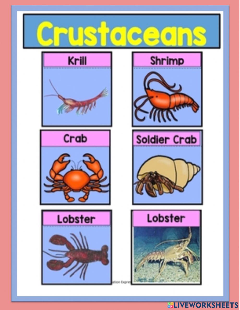 Invertebrates - Crustaceans Invertebrates - Crustaceans