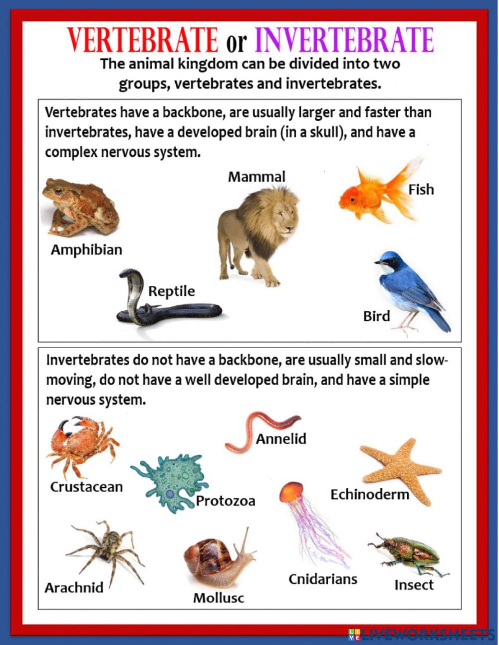 Vertebrates and Invertebrates Vertebrates and Invertebrates