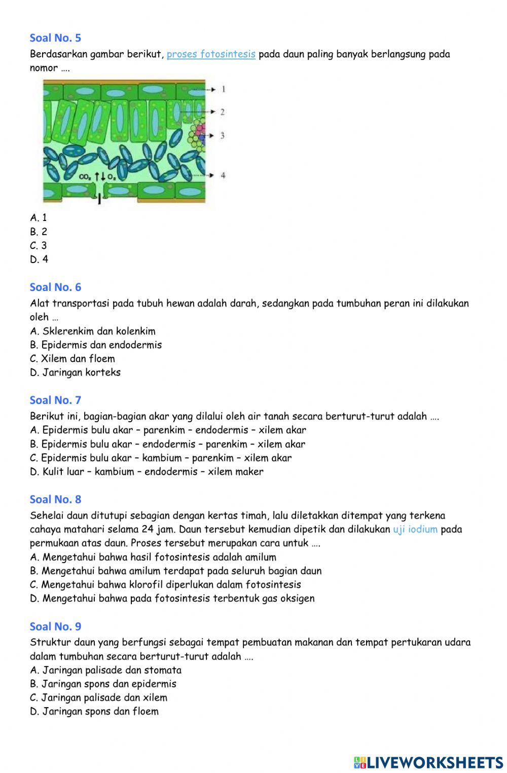 Soal latihan PH Struktur Jaringan Tumbuhan