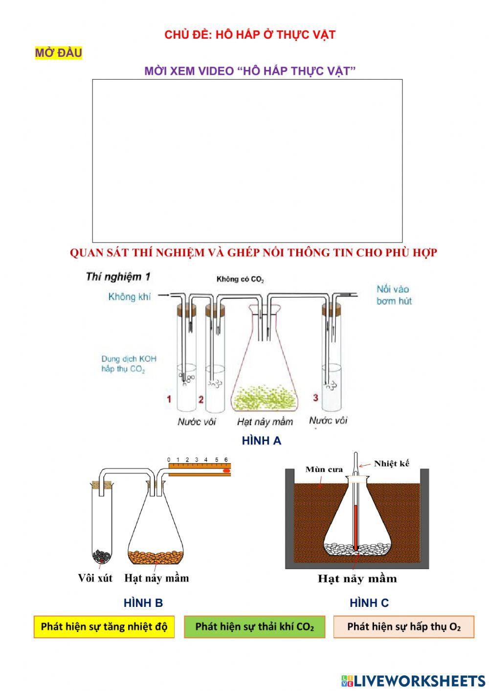 Hô hấp thực vật