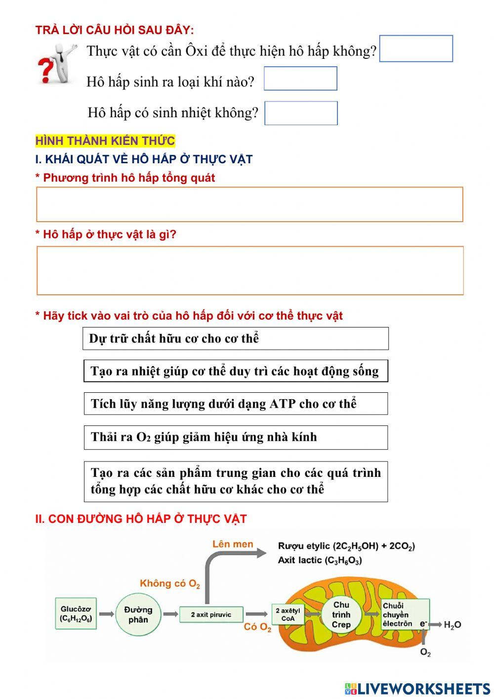 Hô hấp thực vật