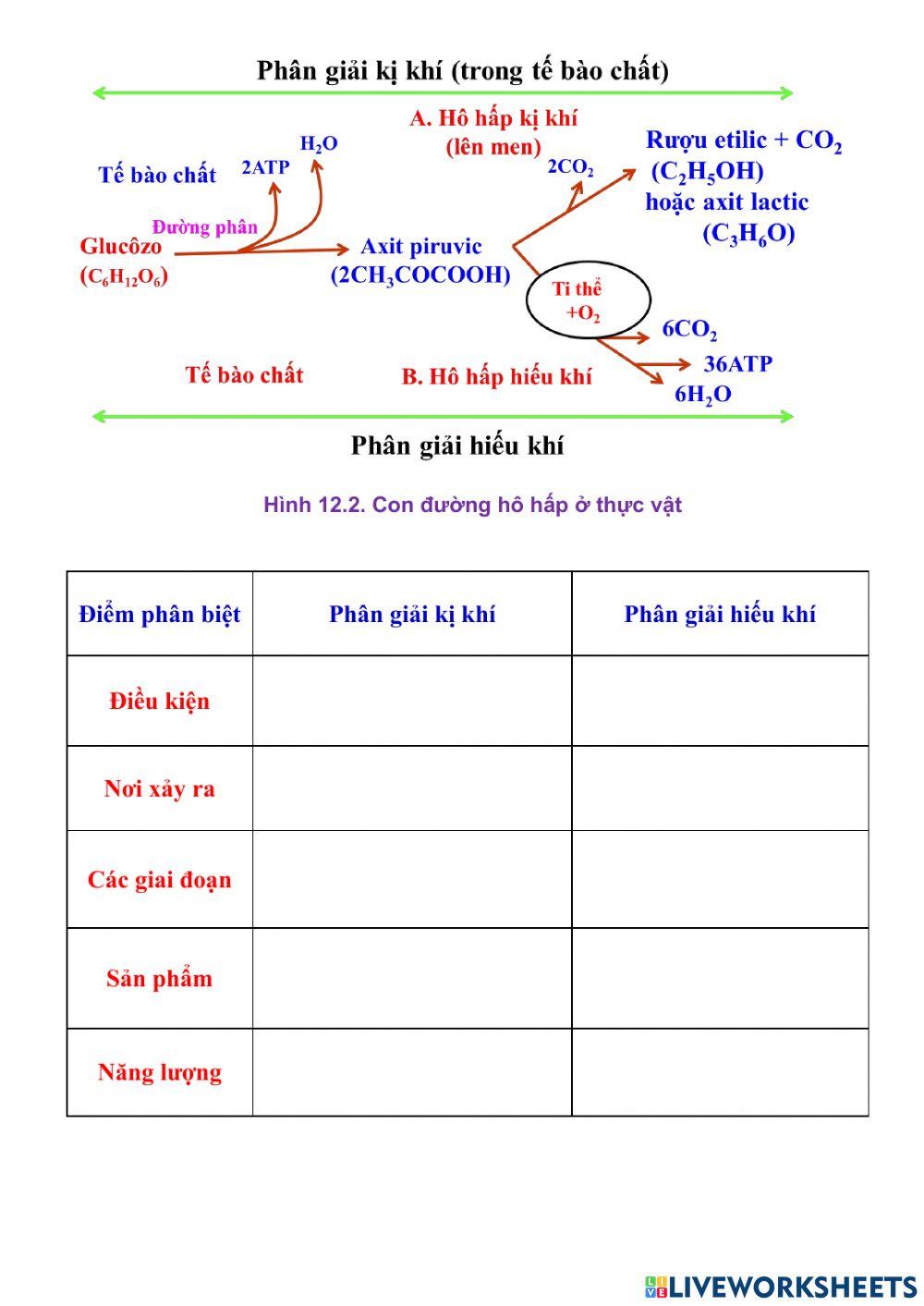 Hô hấp thực vật