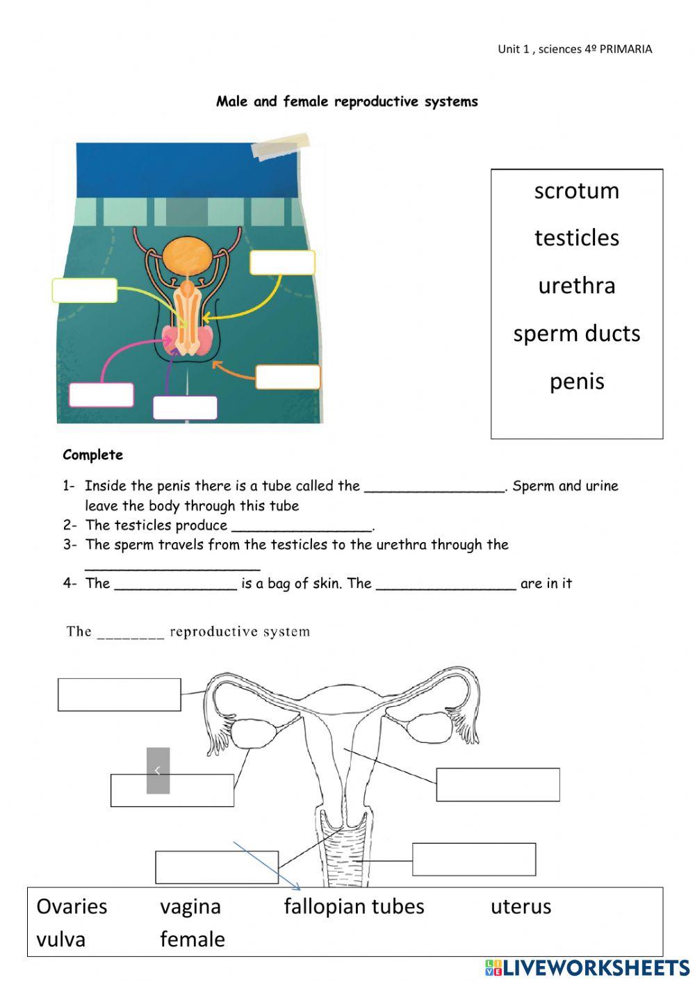Sciences 4º Primaria