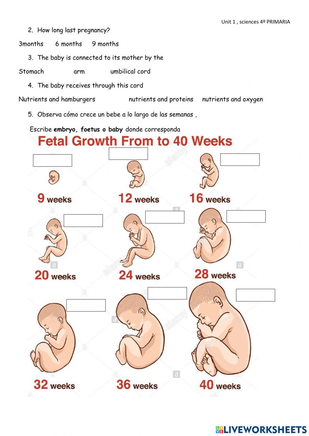 Sciences 4º Primaria