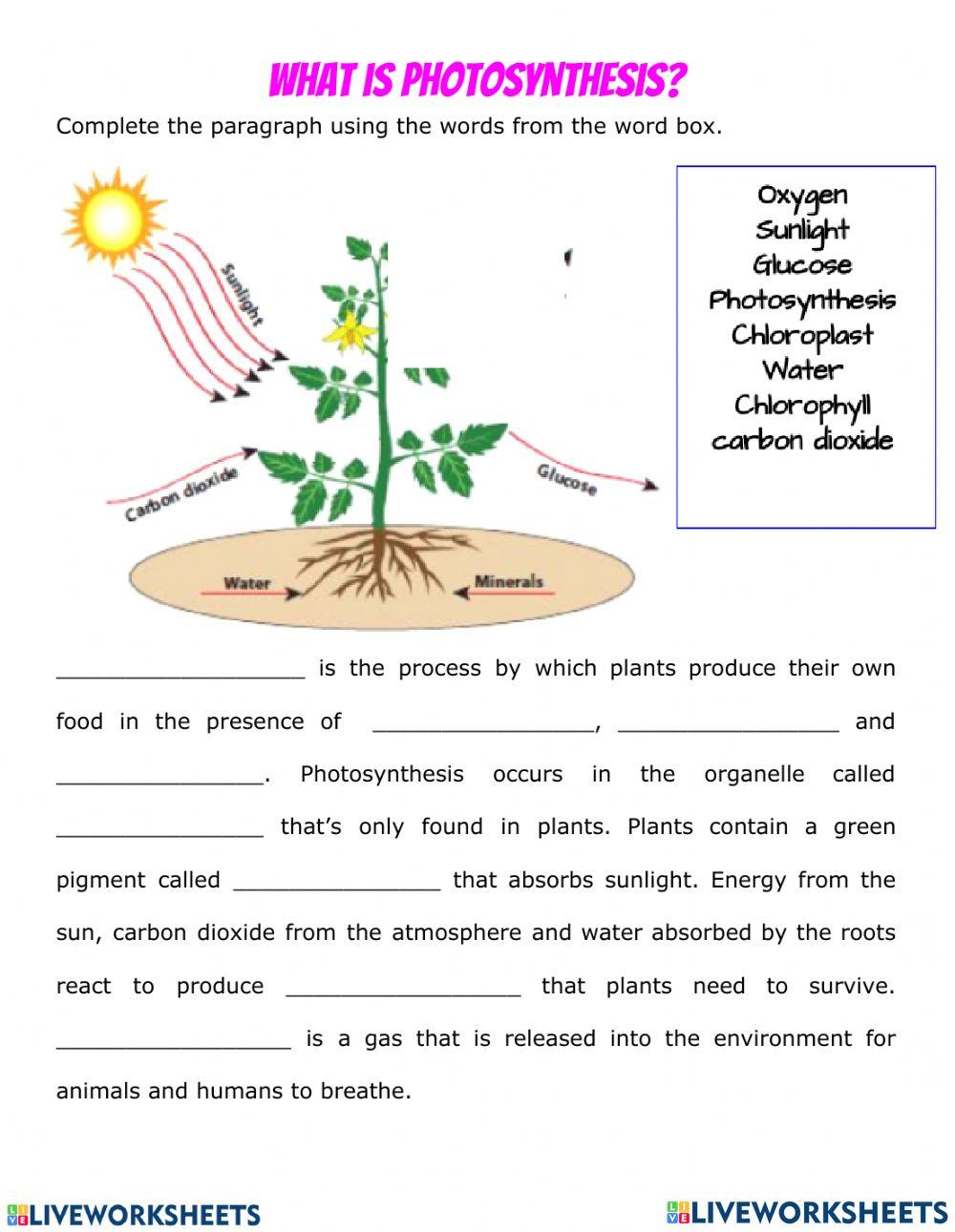 What is Photosynthesis