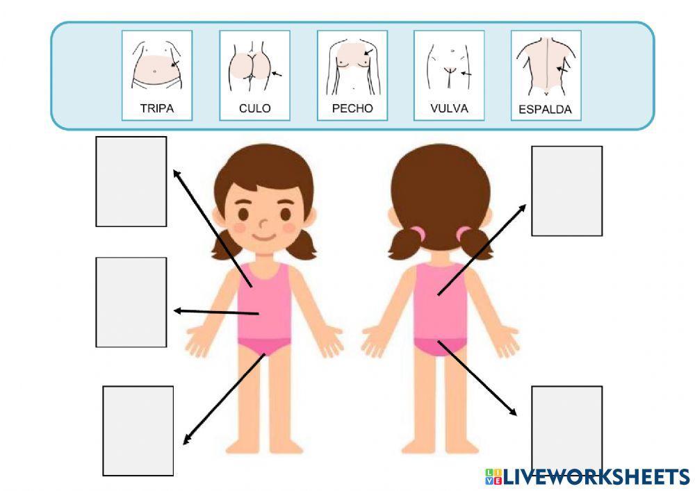 El cuerpo: el tronco