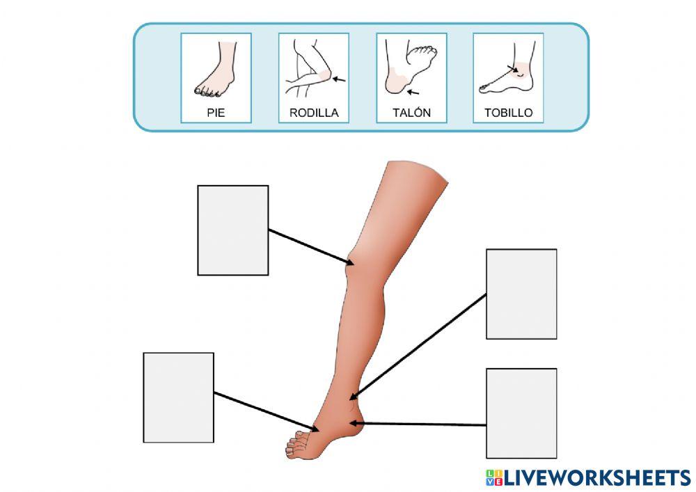 El cuerpo: Extremidades