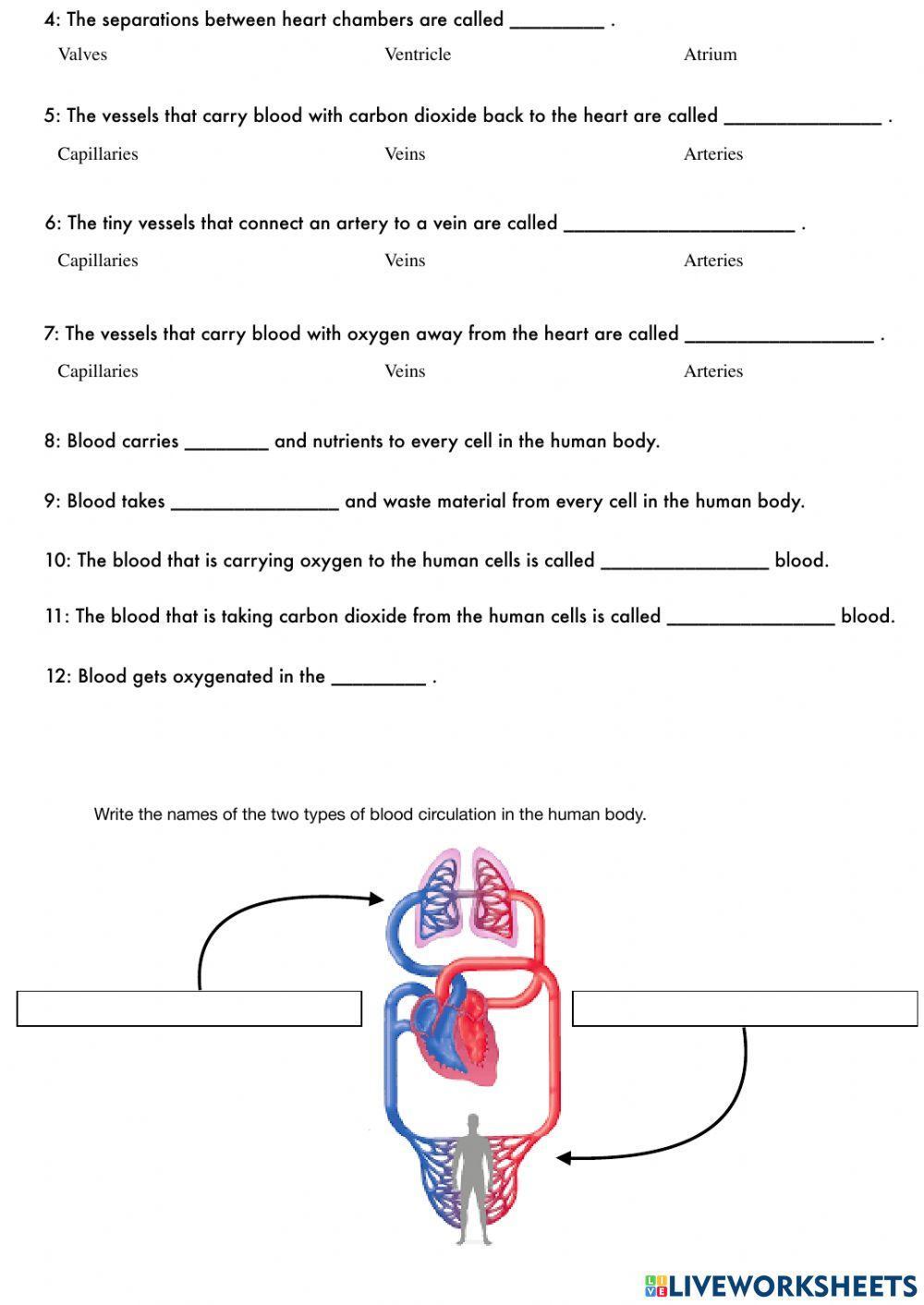 Circulatory system - TEST LW