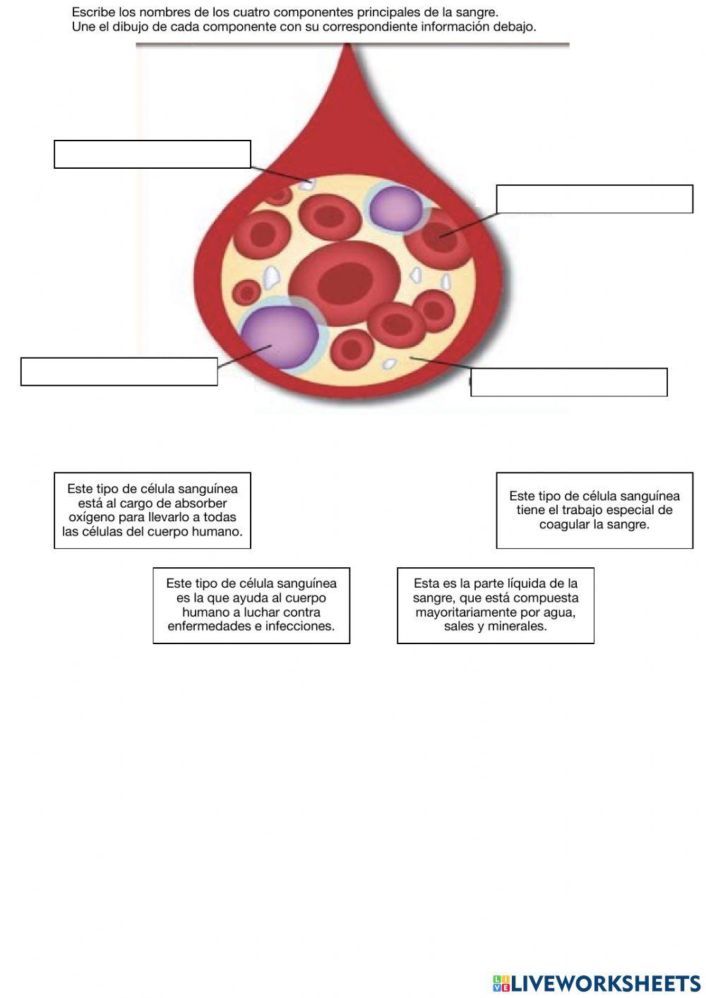 Circulatory system - TEST LW CASTELLANO