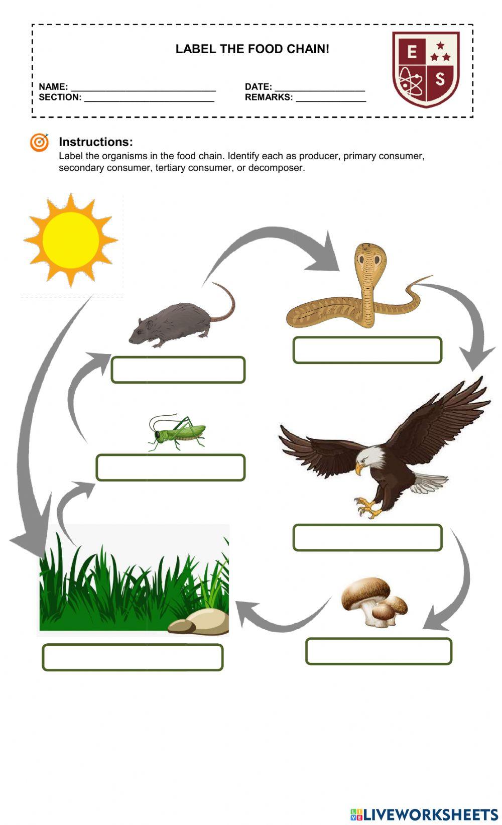 Food Chain