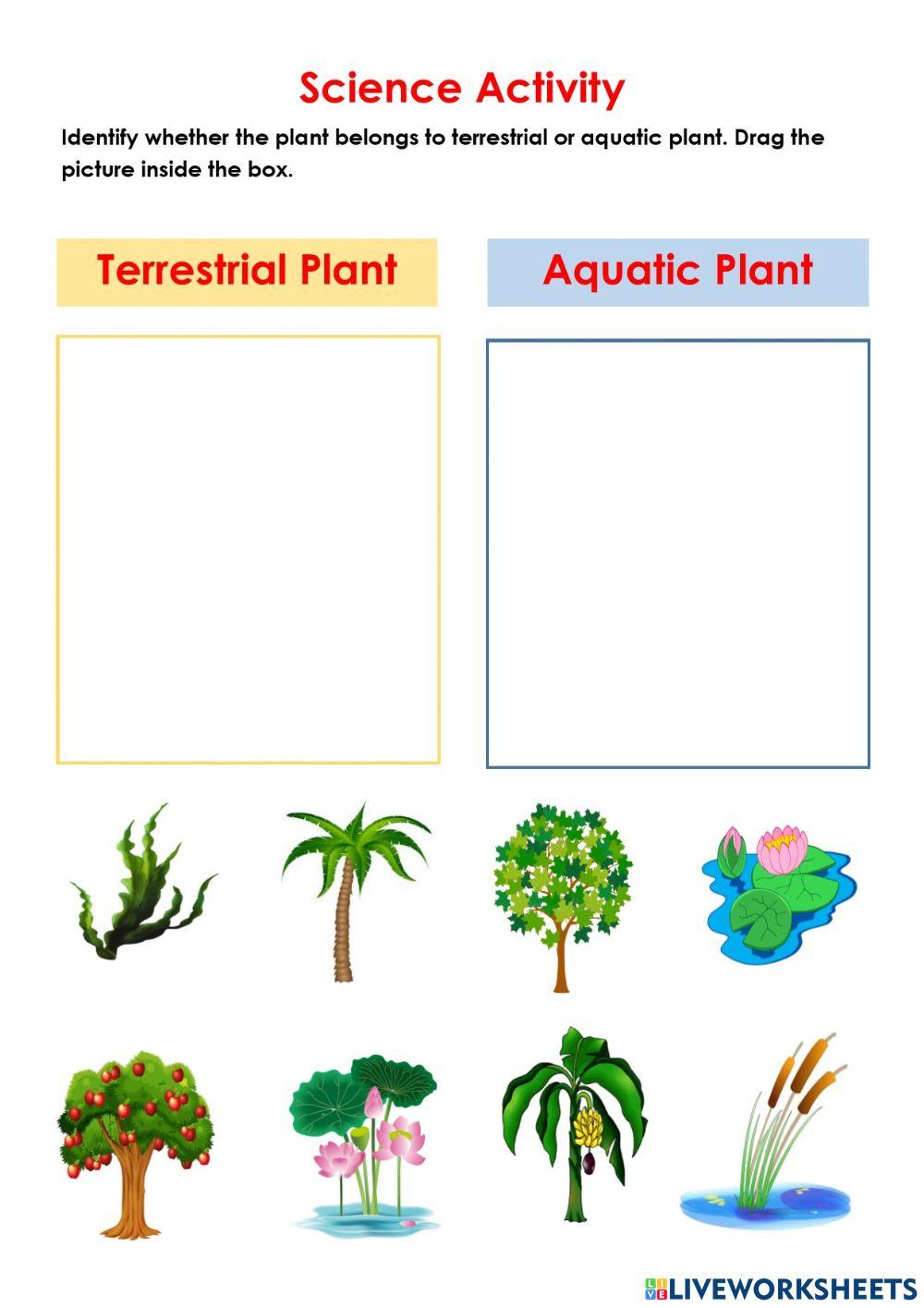 6759824-terrestrial-and-aquatic-plant